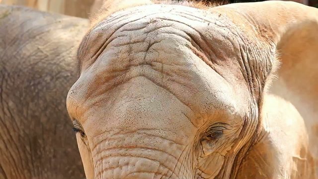 Elephant Ears Moving