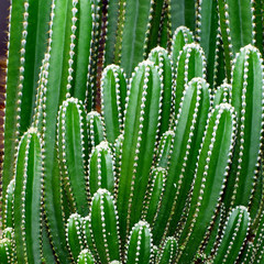 Groups of green cactus budding.