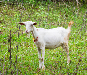Obraz premium Goat in farm
