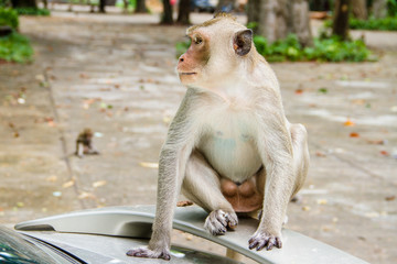 Fototapeta premium monkey family