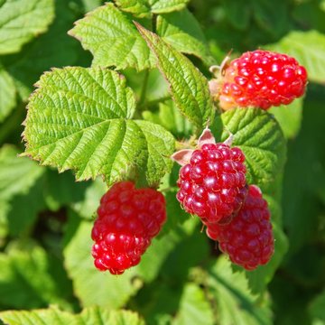 Tayberry 03