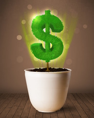 Dollar sign tree coming out of flowerpot