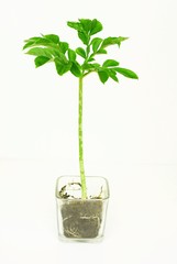 Konjac, Elephant yam, Stanley s water-tub