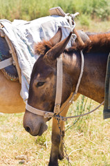 Fototapeta premium Donkeys - best transportation through greek mountains