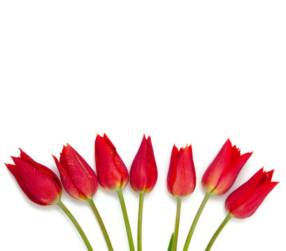 red tulips on white background