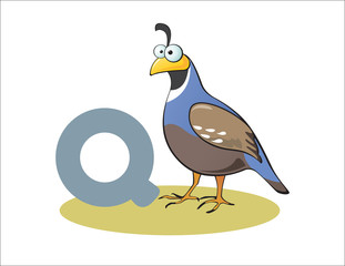Cartoon Quail and letter Q