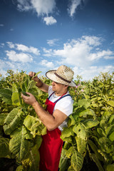 farmer tobacco