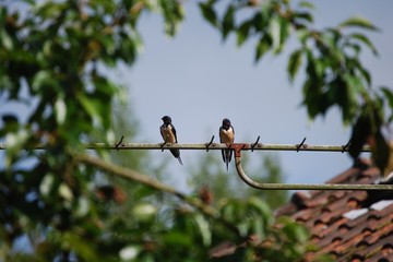 Hirondelles © Sylvia62