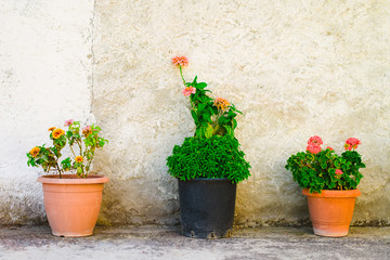Fototapeta na wymiar Three flowerpots outdoor