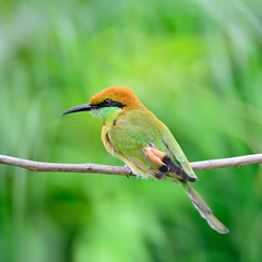 Little Green Bee-eater