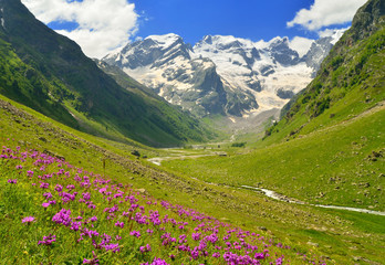 Fototapeta na wymiar Flowers in mountains
