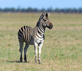Zebra in the southern steppes