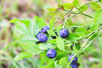 Blueberries growing on a branch
