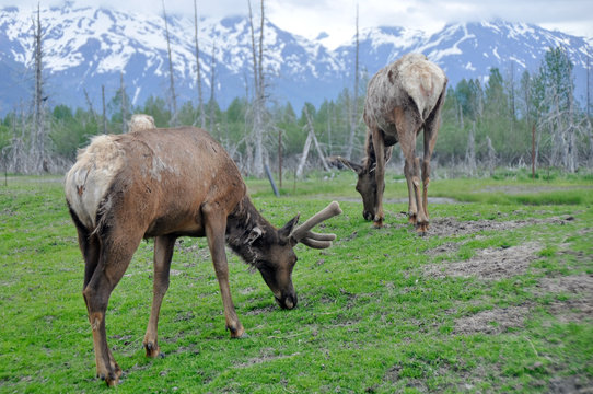 Herd of elk, Alaska