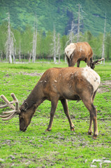 Naklejka na ściany i meble Herd of elk, alaska