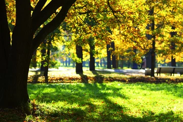 Fototapete Herbst autumn park