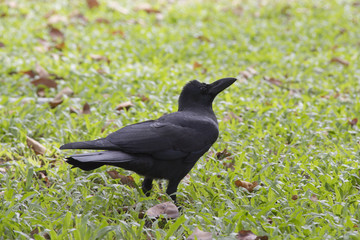 Crow Walking On Grass