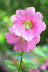 Flower of pink mallow