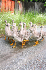 Gaggle of young domestic geese go on the road in a village