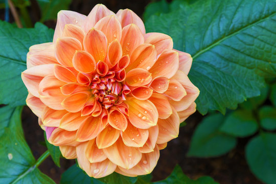 beautiful dahlia flower and water drop in garden