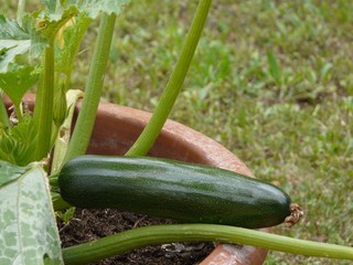 courgette en pot