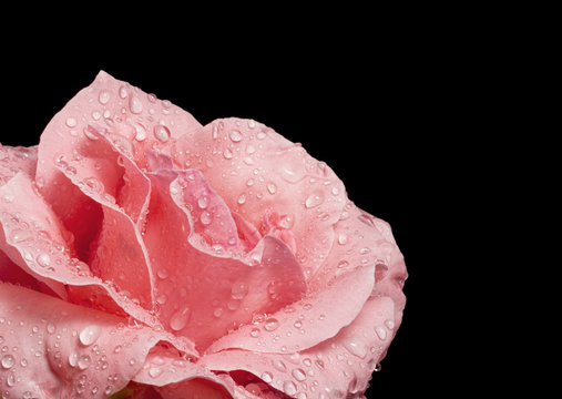 Fototapeta Beautiful pink rose with water droplets on black