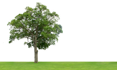 Naklejka premium Tree isolated on white background