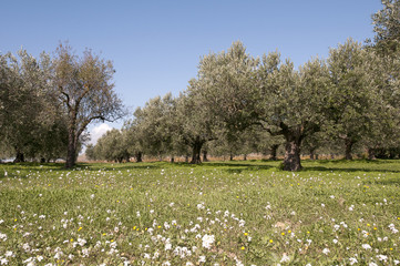 albero di ulivo