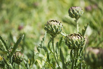 Artichoke