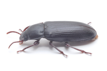 Beetle