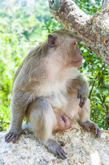 Hua Hin Monkey 13