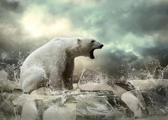 Poster Witte ijsbeerjager op het ijs in waterdruppels. © Andrii IURLOV