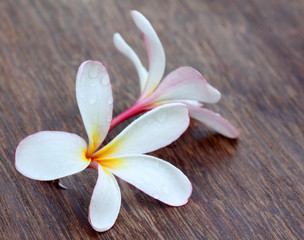 Plumeria