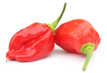Bhut Jolokia chili pepper or the Naga Morich of Bangladesh © Swapan