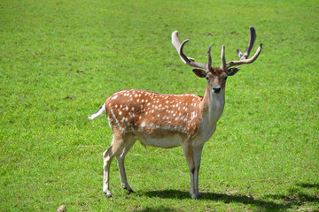 Naklejka na ściany i meble Deer in a Green Field