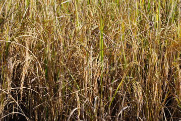Rice field in Thailand