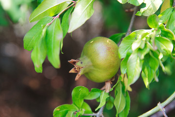 unripe wild green pomegranate on a tree on a sunny day