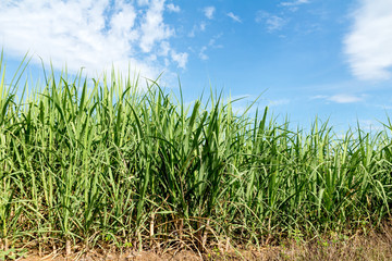 Sugarcane and blue sky background