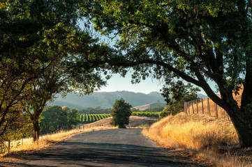 Fototapeta na wymiar Road trip przez Sonoma wina kraju w czasie żniw