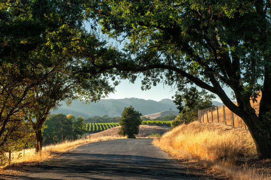Road trip through Sonoma wine country at harvest time