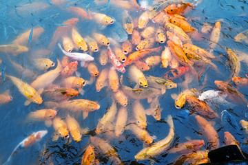 Fototapeta na wymiar Karp w rzece w Wuzhen, Chiny