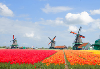 dutch windmills over  tulips