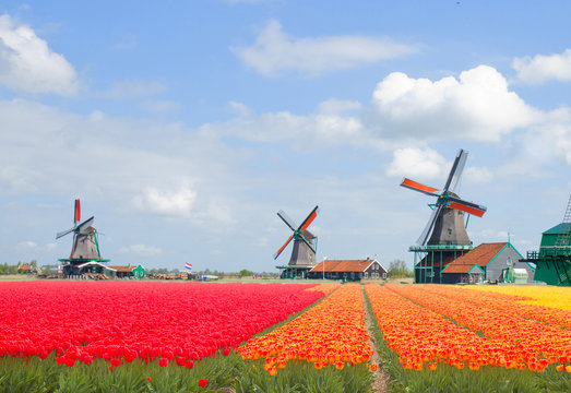dutch windmills over  tulips