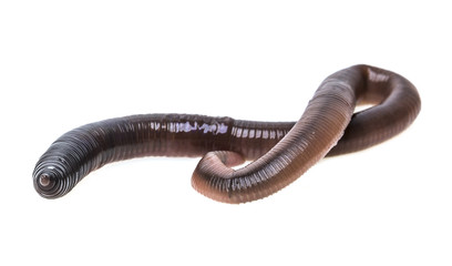 an earthworm on a white background