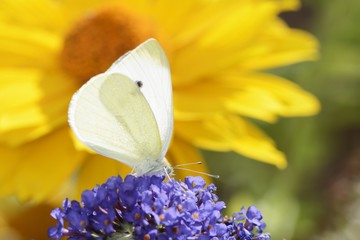 White Cabbage Butterfly