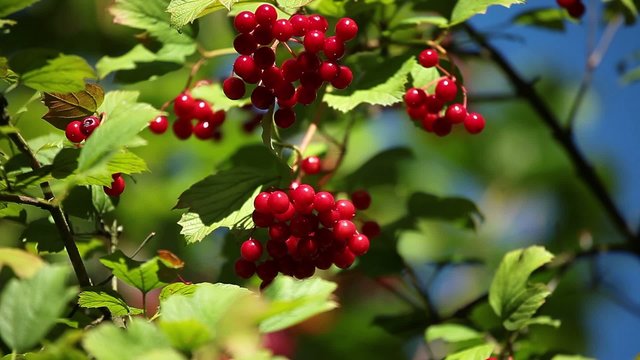 Berries of Viburnum opulus