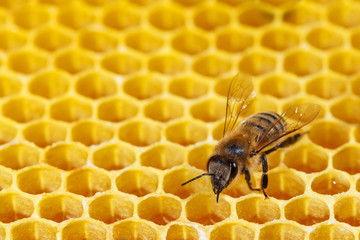 Bee