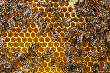 Bees