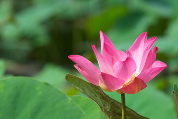 Fototapeta premium pink lotus