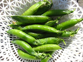 Fresh green pods of peas